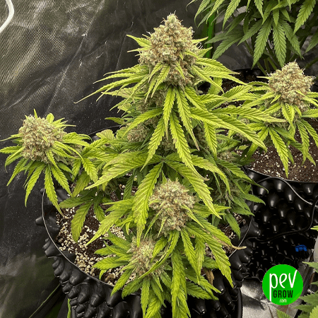 Sherblato Spain Bulk Seeds